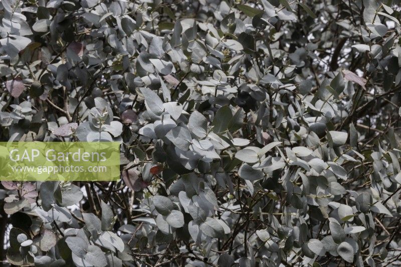 Eucalyptus cordata Silver Gum foliage. Spring. May. 

