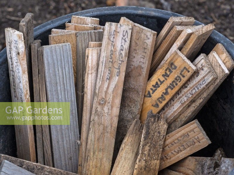  Wooden plant labels in bucket June Norfolk 