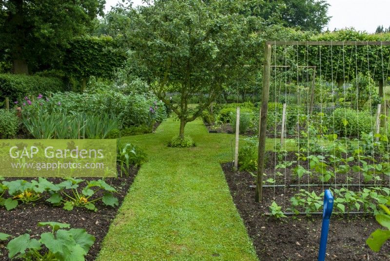 Formal vegetable garden with paths and central Apple tree - Open Gardens Day, Waldringfield, Suffolk