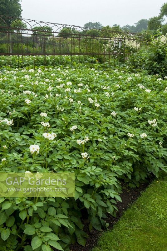 Large bed of Potatoes - Solanum tuberosum - in bloom - The Walled Garden, Helmingham Hall, Suffolk