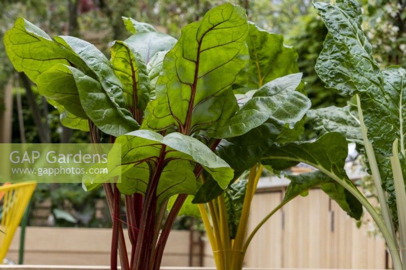 Red and yellow chard plants in the London Square Community Garden,Gold winner.  Designer: James Smith
