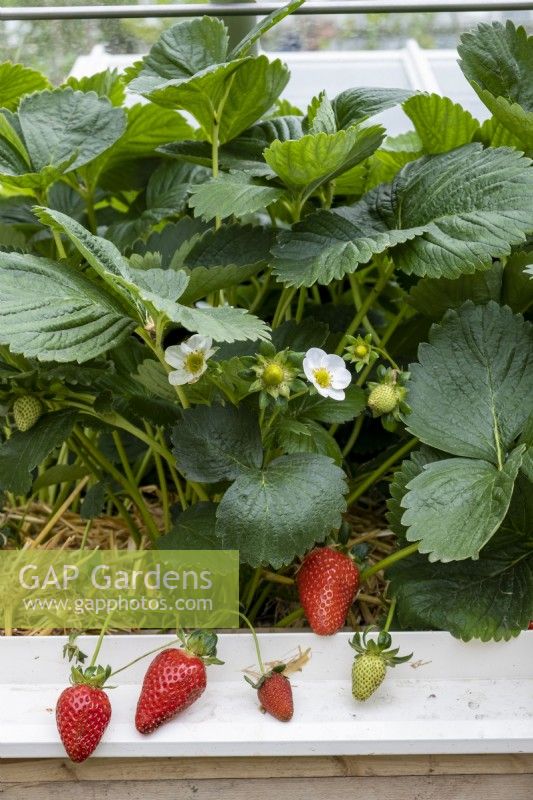 Strawberry plants, Fragaria x ananassa, grown in a cold frame.