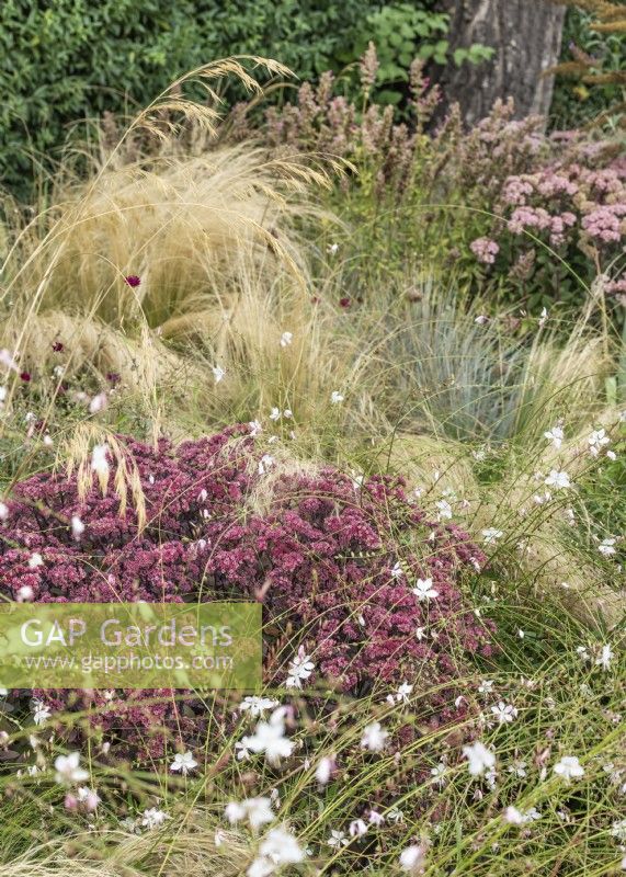 Perennial border with ornamental grasses, summer August