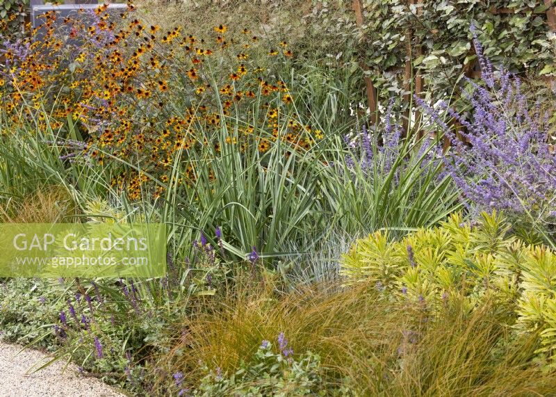 Perennial border with ornamental grasses and Rucbeckia sp of Rudbeckia, summer July