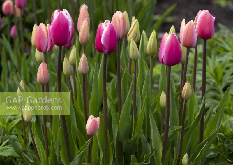 Tulipa ''Jumbo Beauty' and Tulipa 'Big Smile' in the Gordon Castle Walled Garden.