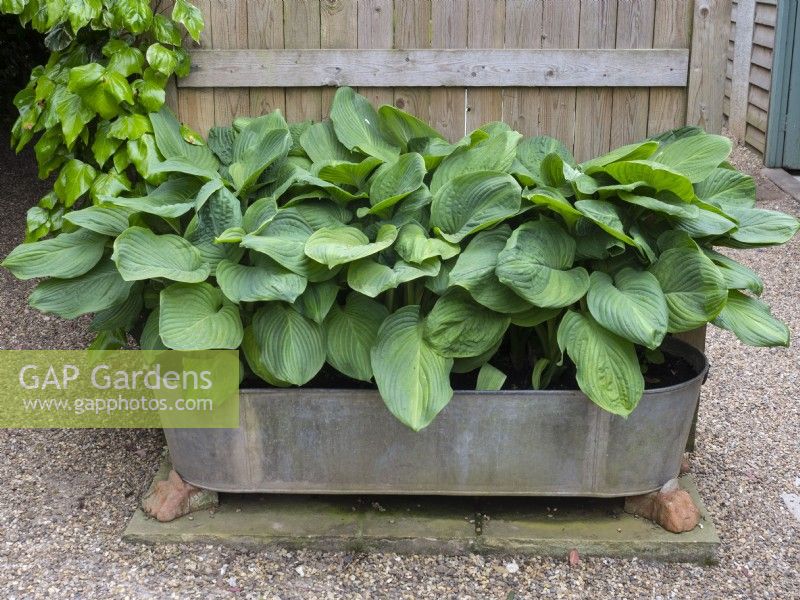 'Empress Wu' hosta growing in old tin bath container June Summer