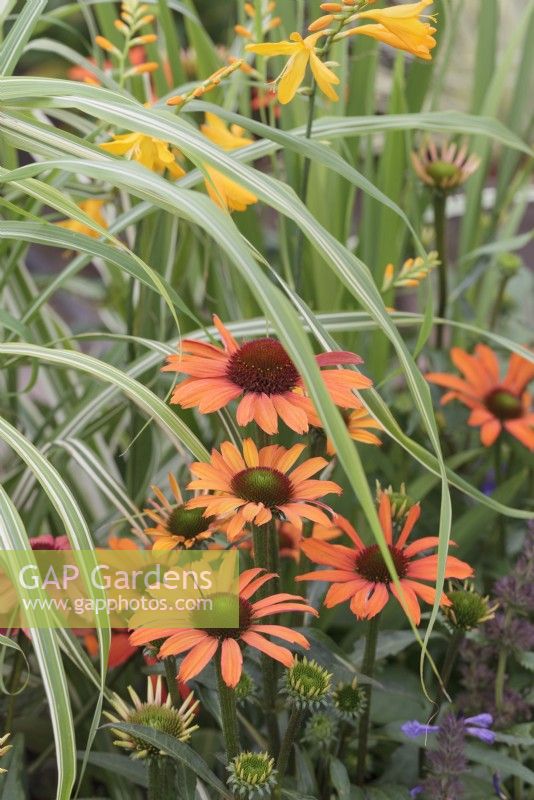 Echinacea 'SunSeekers Coral' - 'Ifecssc' with Miscanthus 'Cosmopolitan'
