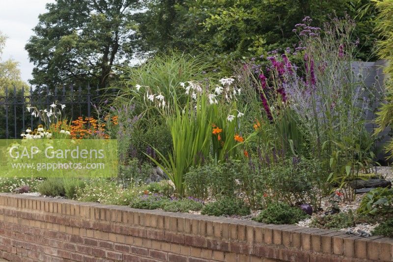 Large raised bed with retaining brick wall in front garden with Gladiolus, Echinaceas, Heleniums, Crocosmias and Miscanthus - August