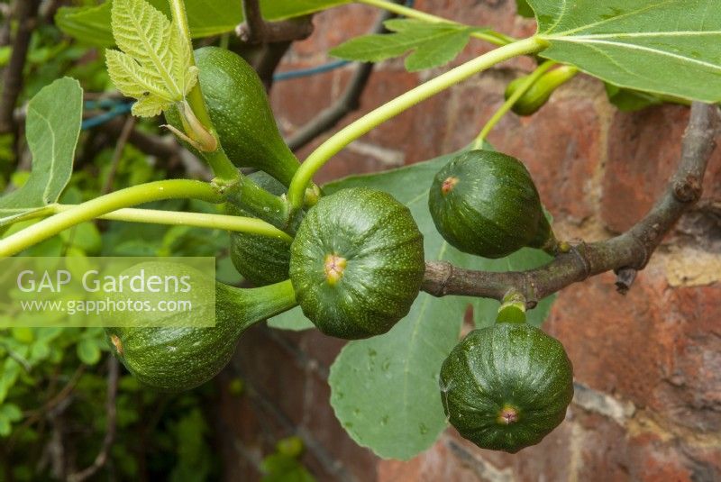 Figs - Ficus carica - Hidden Gardens Day, Woodbridge, Suffolk