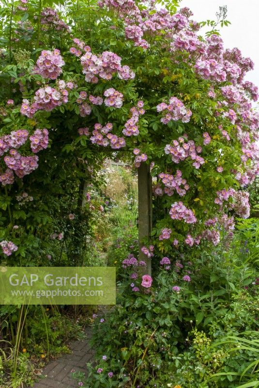 Rambler Rose 'Apple Blossom' on rustic arch in cottage garden - Open Gardens Day, Copdock, Suffolk