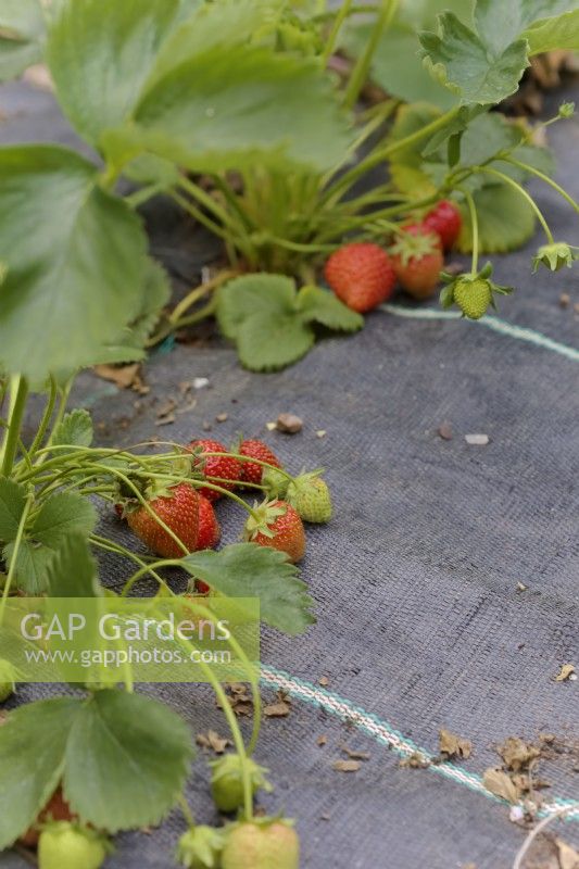 Fragaria 'Christine' strawberry  growing through ground cover material