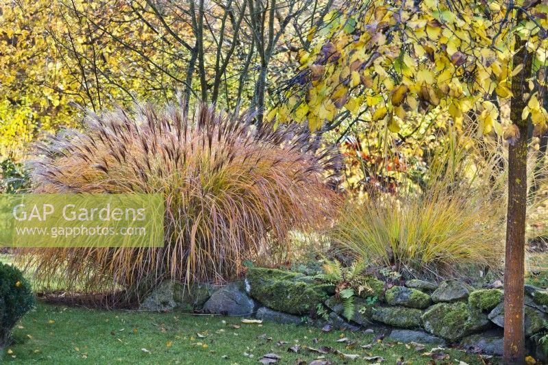 Dry stone wall covered with moss and ferns edging bed with Miscanthus sinensis and Stipa arundinacea.