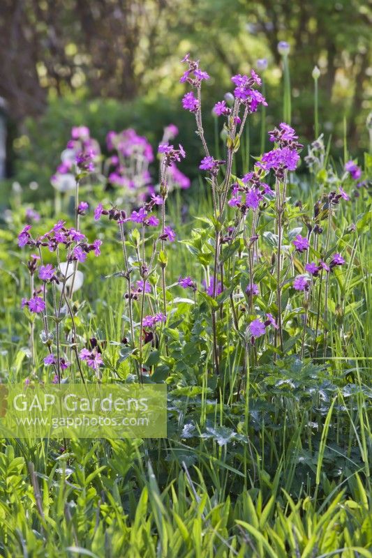 Silene dioica - red campion