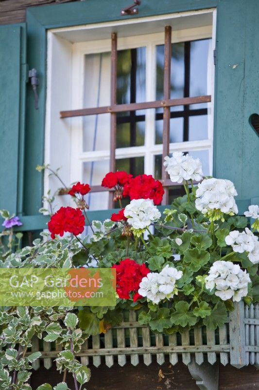 Floral arrangements in windowbox with Plectranthus madagascariensis and pelargoniums.
