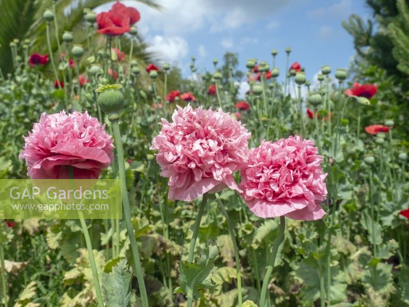  Papaver somniferum-double pink opium poppy Late June Summer
