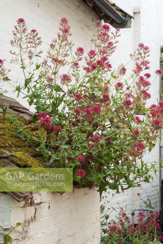 Self-sown Valerian growing on roof of derelict building - Open Gardens Day, Easton, Suffolk