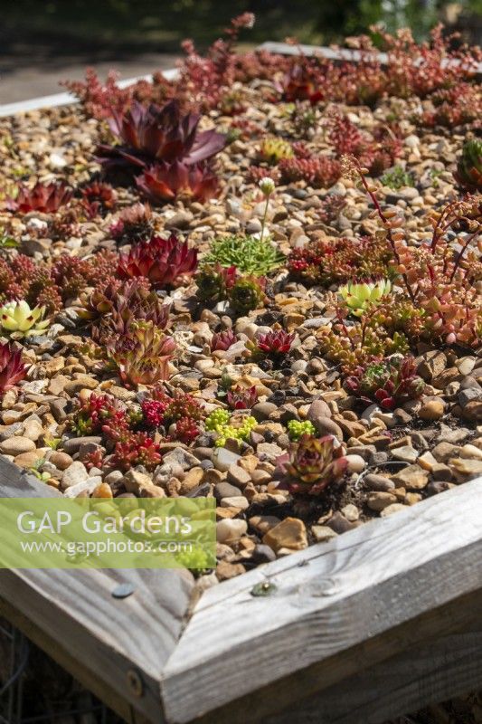 A green roof planted with sempervivum - BBC Gardeners' World Live 2023, Birmingham NEC - Garden Organic's Backyard Biodiversity Garden - Designer: Emma O'Neill