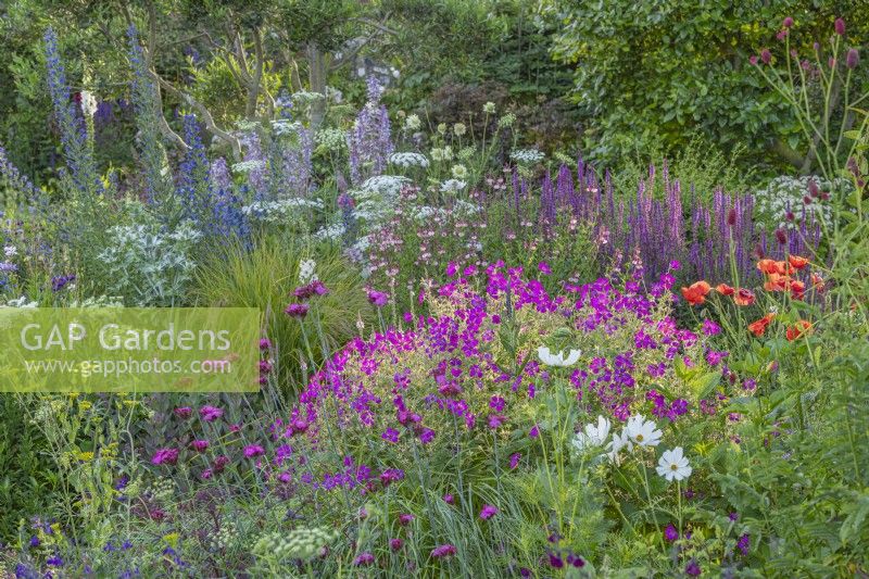 View of mixed perennials border in an informal country cottage garden in Summer - June