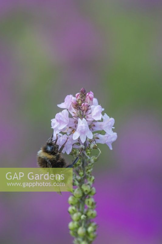 Bumbus hortorum feeding on Linaria purpurea 'Canon Went' flowers in Summer - June