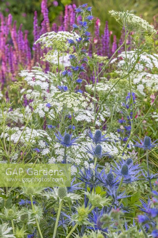 Eryngium 'Big Blue' flowering with Ammi majus in Summer - June