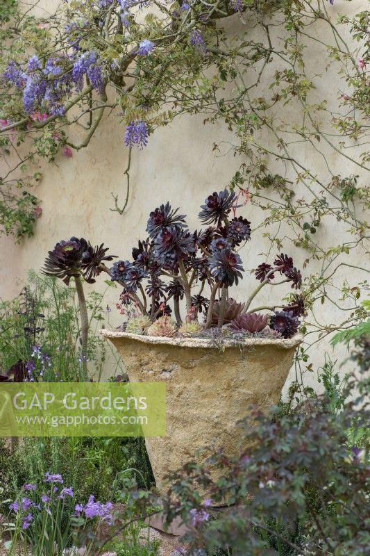Aeonium simsii x 'Zwartkop' planted in a large pot beneath a wisteria trained on a wall. 