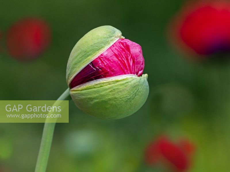  Papaver somniferum-double pink opium poppy bud bursting Norfolk Late June