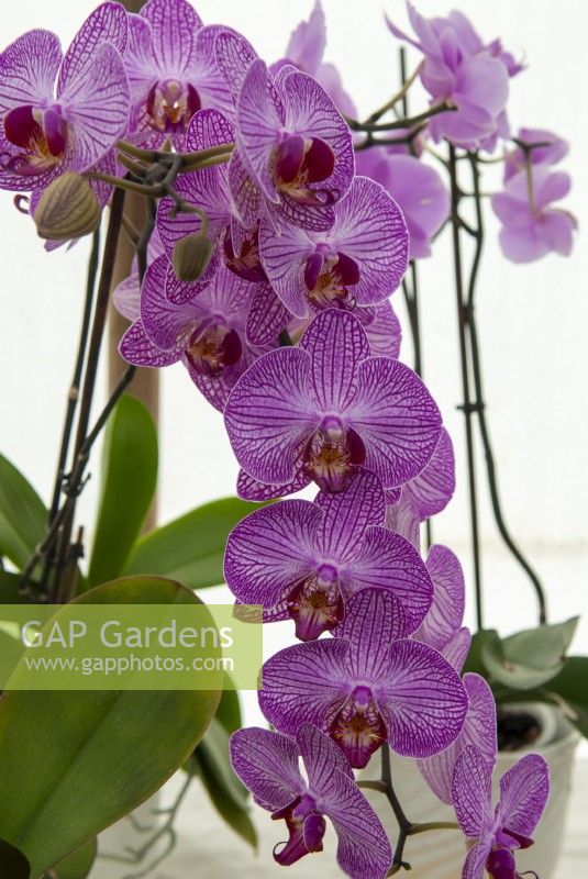 Phalaenopsis Spp - Moth Orchid - an entry in Village Flower Show, Orford, Suffolk