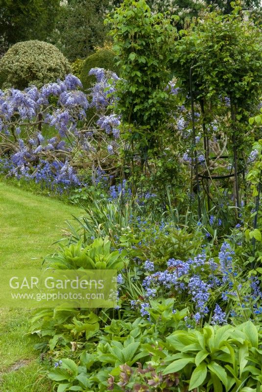 Blue border with Bluebells, Forget-Me-Nots and Wisteria, with obelisks supporting climbing Roses - Open Gardens Day, Nacton, Suffolk