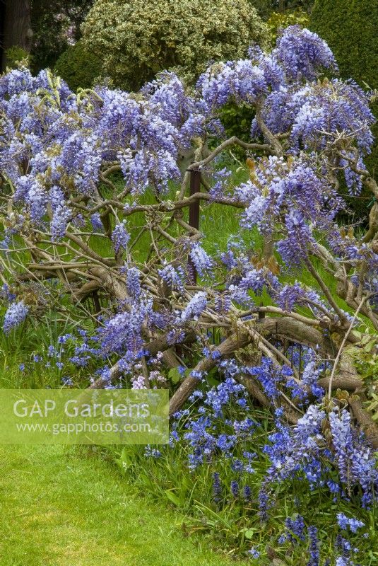 Wisteria on supporting stakes and wires with border of Bluebells - Open Gardens Day, Nacton, Suffolk