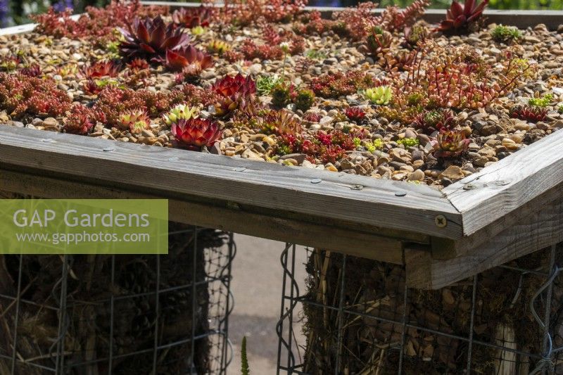 A green roof over a bug hotel planted with sempervivum - BBC Gardeners' World Live 2023, Birmingham NEC - Garden Organic's Backyard Biodiversity Garden - Designer: Emma O'Neill