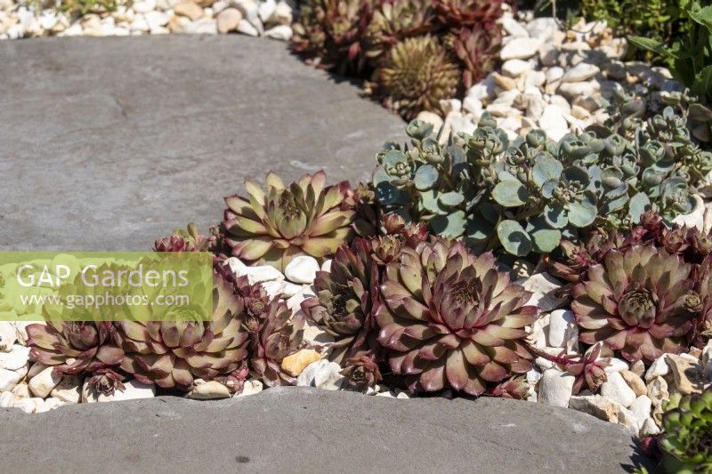 Slab path infilled with white gravel and planted with sempervivums - Beautiful Borders Strenthen Your Body, Heal Your Mind  and  Feed Your Soul - BBC Gardeners' World Live 2023, Birmingham NEC - Designer Adam Marshall