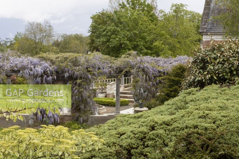 View across mixed foliage to the large wisteria covered pergola. Trago Mills show gardens, Devon, UK. May. Spring