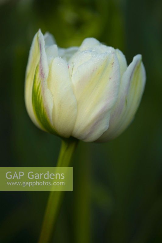 Tulipa 'Green Wave'  a pale pink, yellow and white paeony flowering Tulip with a green stripe on the side.