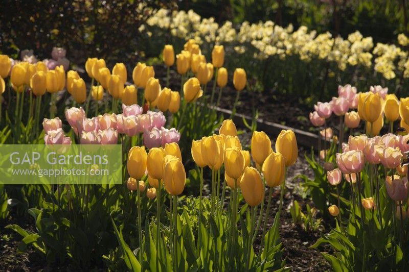 Tulipa 'Mango Charm' and Tulipa 'Big Smile'  yellow and pink tulips in the Gordon Castle Walled Garden.