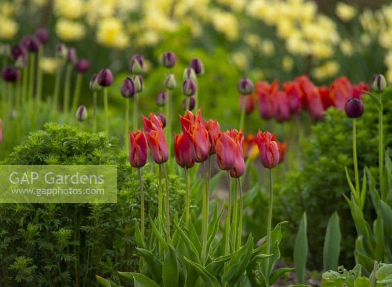 Tulipa 'Request',  bright orange tulips in the Gordon Castle Walled Garden.