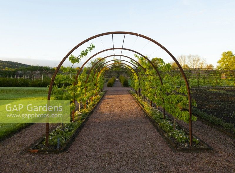 A metal arched tunnel with an espalier of Pear trees in the Gordon Castle Walled Garden.