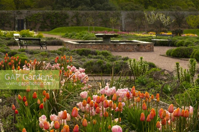 Tulipa 'Dordogne' an orange tulip and Tulipa 'Big Smile',  a pale pink and white  tulip in the Gordon Castle Walled Garden.
