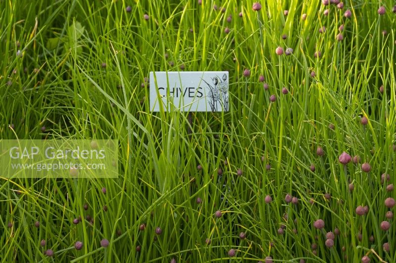 A sign for Chives surrounded by Chive plants and buds in the Gordon Castle Walled Garden