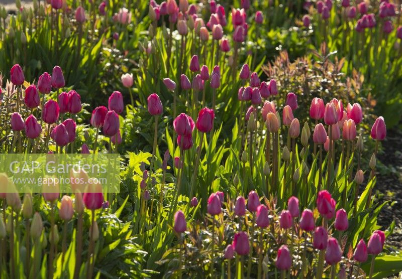 Tulipa 'Don Quichotte,' Tulipa 'Big Smile' and Tulipa 'Jumbo Beauty' in the Gordon Castle Walled Garden