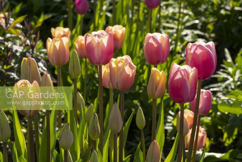 Tulipa 'Jumbo Beauty' in the Gordon Castle Walled Garden.