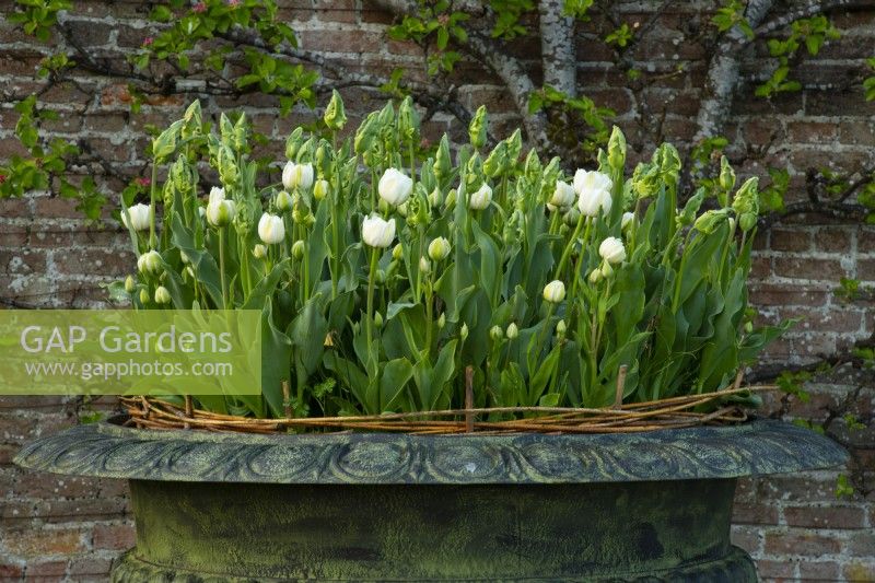 Tulipa 'Green Wave' in a metal urn in the Gordon Castle Walled Garden.