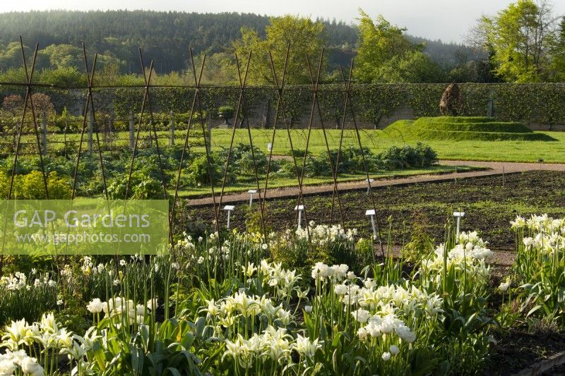 Rows of Tulipa 'Green Star' and Tulipa 'Honey Moon', white tulips in rows and a pear sculpture on a grass spiral in the Gordon Castle Walled Garden.