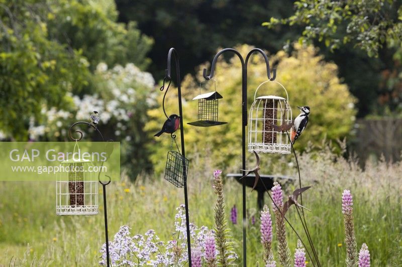 A selection of bird feeders in the middle of a mixed border. A greater spotted woodpecker feeds on one of the bird feeders. June. Summer.