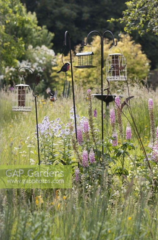 A variety of bird feeders and bird baths in a mixed border in an informal country cottage style garden. A woodpecker flies away behind the feeders. Summer. June. 