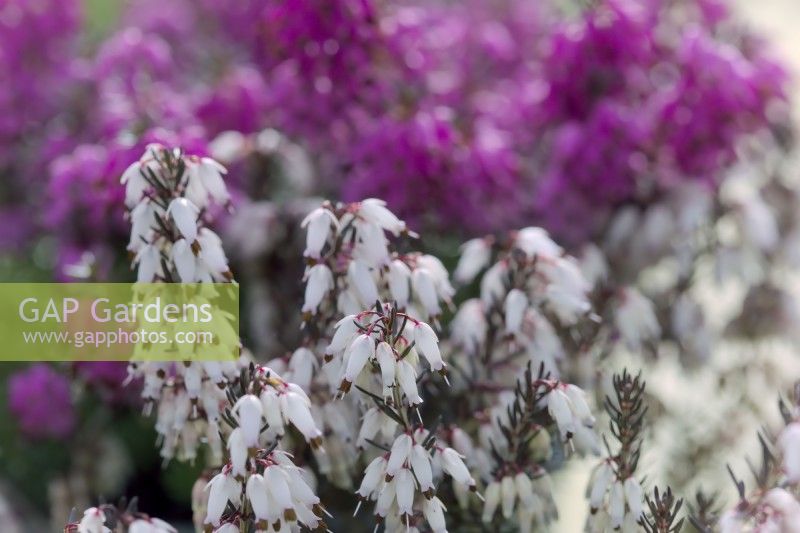 Late flowering winter heathers with Erica carnea 'Weisse March Seedling' with Erica carnea 'Rosalie' at rear