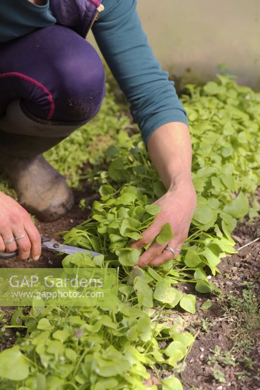 Gardener picking winter purslane - Claytonia perfoliata for a spring salad