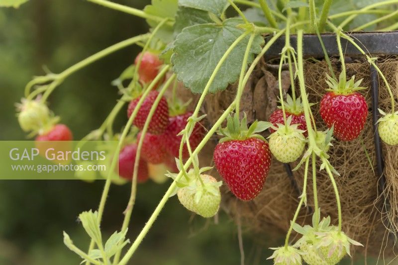 Fragaria Symphony' strawberry growing in a hanging basket