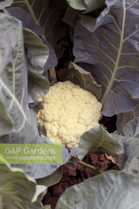 Brassica oleracea Botrytis Group 'White Step' cauliflower sown 17 February harvested 4 months later