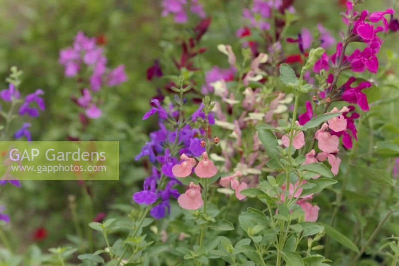 Salvia Salmon Dance and Salvia Salvito Violet among a collage of other brightly coloured varieties