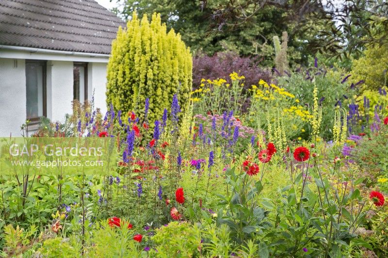 South House Garden beds featuring dahlias, aconitum, rudbeckia, verbascum, Irish yew etc